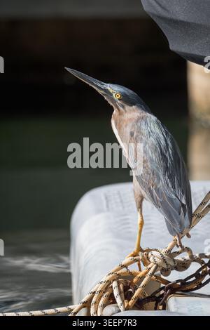 Ein einziger nankeen Night Heron hockte auf Steg, Ponton, Knüppeln, um sich näher an den Rand des Wassers zu schleichen, um seine Fähigkeiten als heimliches Raubtier einzusetzen. Stockfoto
