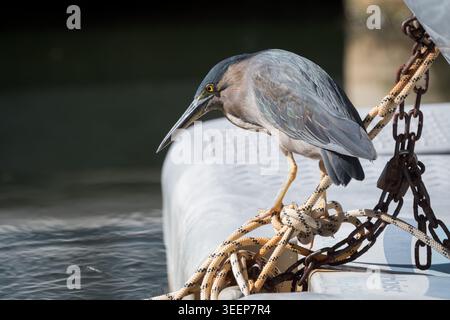 Ein einziger nankeen Night Heron hockte auf Steg, Ponton, Knüppeln, um sich näher an den Rand des Wassers zu schleichen, um seine Fähigkeiten als heimliches Raubtier einzusetzen. Stockfoto