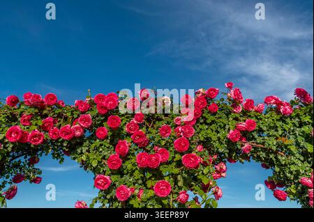 Doppelter Bogen aus roten Rosen gegen den blauen Himmel Stockfoto