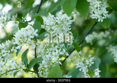 Blühender Vogelkirschbaum mit weißen Blumen im Frühlingsgarten. Stockfoto
