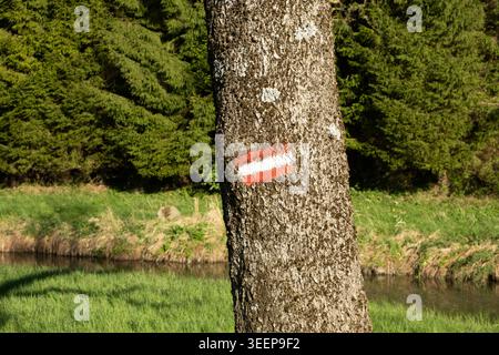 Österreichisches Flaggenschild auf einem Baum im Wald gemalt Stockfoto