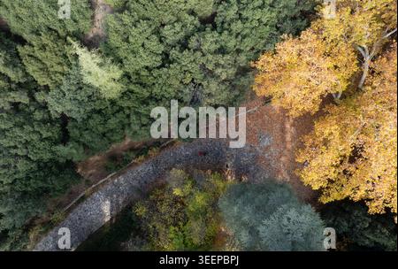 Drone aus der Vogelperspektive auf eine gewundene Landstraße durch einen Herbstwald, leuchtende grüne und gelbe Bäume, die den Weg umrahmen Stockfoto