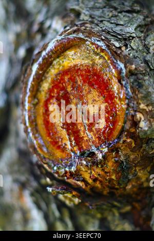 Nahaufnahme von Baumrinde und Harz, die von der Schnittfläche in der Natur austreten Stockfoto