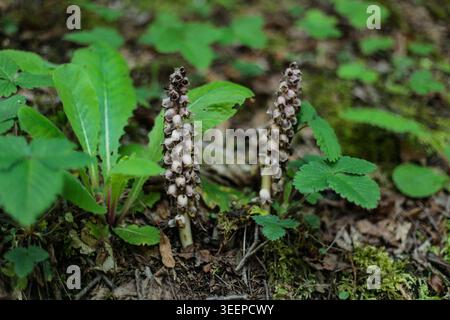 Ungewöhnliche Waldpflanzen, die zwischen grünen Waldblättern wachsen Stockfoto