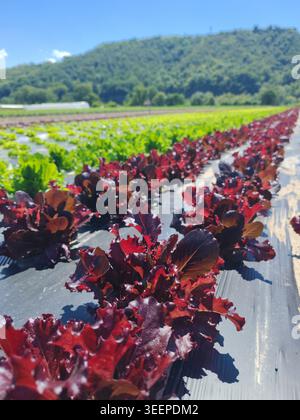 Rote Salatblätter auf dem Ackerfeld, überdachte Schutzfolie und Berge als Hintergrund Stockfoto