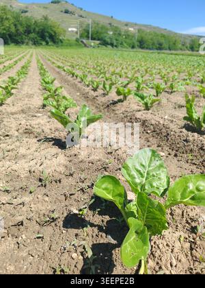 Auf dem Feld werden Schweizer Plantagen gepflanzt, im Hintergrund Berge Stockfoto