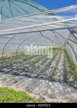 Modernes Industriegewächshaus mit Schutzfolie für den Pflanzenanbau Stockfoto