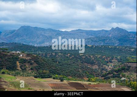 Bergiges Ackerland in der Nähe von Ronda in Andalusien, Spanien, zeigt sanfte Hügel mit bewirtschafteten Feldern, verstreuten Bäumen und ein paar Bauernhäusern unter einem Ov Stockfoto