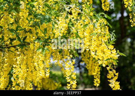 Gelbe Blüten des Common Laburnum oder Golden Chain (Laburnum anagyroides) in voller Blüte in England Anfang Mai. Stockfoto