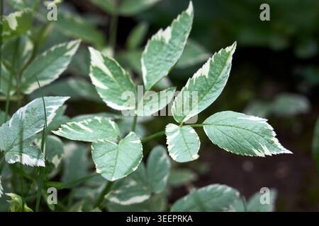 Variegated Ground Elder, Aegopodium podagraria Variegatum oder Goutweed, Bishop's Weed oder Snow-on-the-Mountain, schatttoleranter Bodenbelag, aggressiv Stockfoto