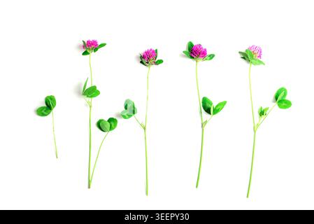 Lila Kleeblüten isoliert auf weißem Hintergrund. Heilkräuter und Blumen, Draufsicht. Stockfoto