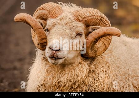 Auf Island gibt es nur sehr wenig landwirtschaftliche Flächen, aber Schafe sind in Island allgegenwärtig. Stockfoto