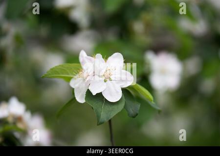 Nahaufnahme von weißen Apfelblüten in voller Blüte mit verschwommenem floralem Hintergrund in einem Frühlingsgarten. Lebendiger Frühlingsblumenhintergrund mit blühendem Apfel Stockfoto