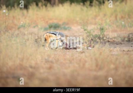 Schakal mit schwarzem Rücken, der Tierschädel in Bush plündert Stockfoto