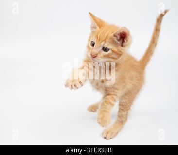 Lustige springende orange Kätzchen isoliert auf weißem Studiohintergrund Nahansicht Stockfoto