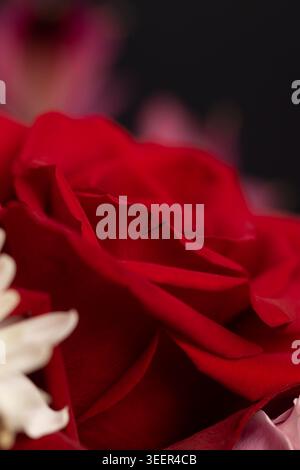 Ein Blumenset mit Rosen in einem Blumenstrauß, dieser festliche Blumenstrauß mit roten und rosa Rosen ist eine dichte, lebendige Komposition. Stockfoto