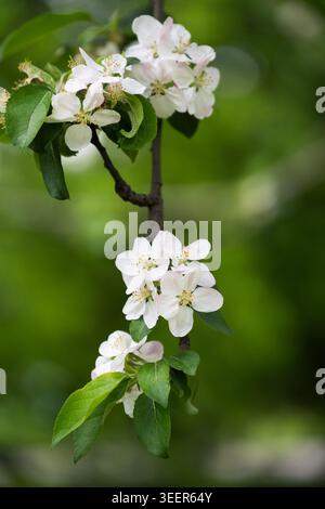 Frühlings-Naturhintergrund mit blühenden Apfelblüten in Portraitorientierung. Nahaufnahme von zarten Apfelbaumblüten mit grünen Blättern und weichen Blättern Stockfoto