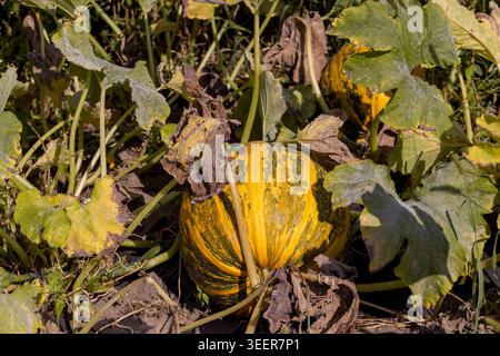 Ein gelber Kürbis mit grünen Streifen, ein großer reifer Kürbis liegt auf dem Boden, umgeben von großen trockenen Blättern und Stämmen in einem Gemüsegarten. Stockfoto