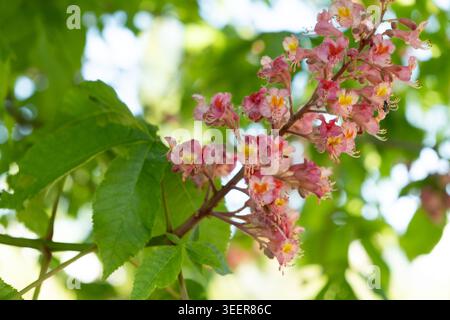 Wunderschöne rosa Rosskastanienblüten, die auf einem Baum blühen Stockfoto