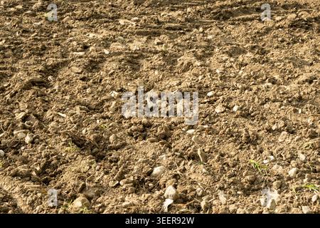 Detaillierte Textur trockener Erde mit grauen Steinen. Felsiger Boden Hintergrund Stockfoto
