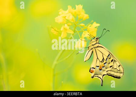 Schwalbenschwanz-Schmetterling der Alten Welt, der sich von gelben Wildblumen auf weicher grüner Wiese ernährt Stockfoto