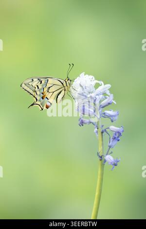 Schwalbenschwanz-Schmetterling der alten Welt, der sich von blassblauen Frühlingsblumen vor weichem grünem Hintergrund ernährt Stockfoto