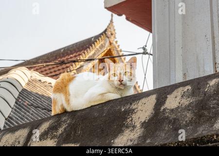 Gelbe und weiße Katze, die auf einem Zaun liegt und auf die Kamera blickt. Stockfoto