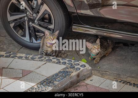 Zwei junge graugestreifte Katzen sitzen unter dem Auto und schauen in die Kamera. Stockfoto