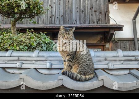 Graue gestreifte Katze, die in Japan auf dem Dach sitzt und in die Kamera schaut. Stockfoto