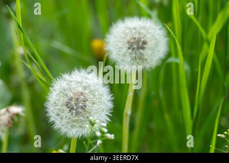 Zwei flauschige Löwenzahn Uhren stehen hoch in üppig grünem Gras. Weiche, weiße Samen fangen Sonnenlicht gegen verschwommenes Laub auf. Das Bild erfasst sanfte Frühlingsgefühle oder Stockfoto