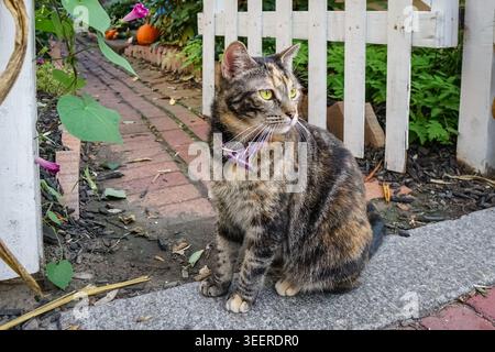 Schwarze, gelbe und weiße Katze mit violettem Kragen auf dem Gehweg neben dem Pfahlzaun, die aufsteht und wegblickt. Stockfoto
