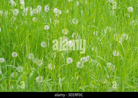 Weiche weiße Löwenzahnuhren zeichnen sich durch leuchtendes grünes Gras aus. Hohe Klingen bewegen sich sanft im Wind. Ruhige Naturszene voller Leben und Ruhe. Perfekt für den Frühling Stockfoto