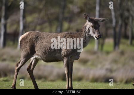 Vordergrundporträt eines Rotwild-Hind (Cervus elaphus) im rechten Profil mit geöffnetem Mund, aufgenommen in UK Woodland bei Frühlingssonne Stockfoto