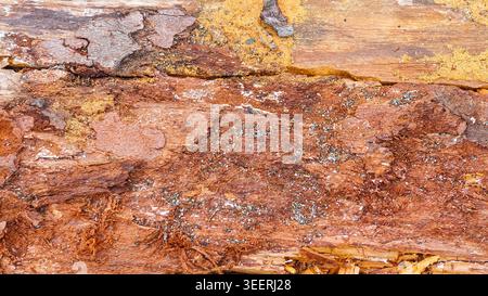 Makroaufnahme mit stark strukturierter, abfallender Rindenoberfläche, Detail- und Grunge-Texturen. Mit Erdtönen, ideal für Hintergründe in Wellne Stockfoto