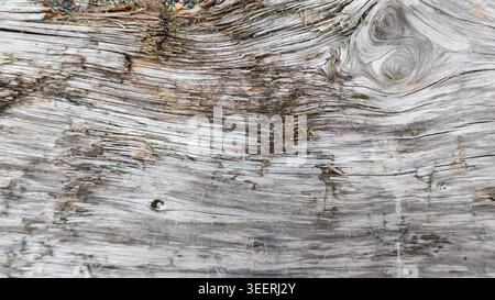 Detaillierte Nahaufnahme von Treibholz zeigt abstrakte Muster. Verwitterte Holzmaserung mit Grau- und Brauntönen sorgt für minimalistischen, von der Natur inspirierten Hintergrund Stockfoto