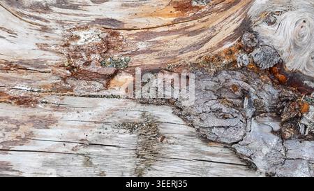 Detailtextur der alten Baumrinde in Nahzusammensetzung. Präsentiert organische Muster, raue Oberflächen und erdige Farben, die für Hintergründe geeignet sind. Stockfoto