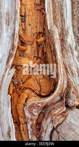 Detaillierte Nahaufnahme zeigt Körnung und Textur auf verwittertem Treibholz. Warme, diffuse Beleuchtung hebt das gebrochene Muster im verfallenden Baum hervor. Conceptu Stockfoto