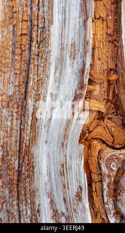 Detaillierte Nahaufnahme zeigt Altholz. Kontrastierende braune und weiße Texturen sorgen für ein visuelles Interesse. Perfekt für Hintergründe in der Natur, im Bauwesen, Stockfoto