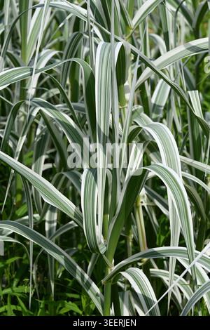Bunte Blätter von Arundo donax versicolor, Riesenstock, Elefantengras, Carrizo, Arundo, Spanish Cane, Colorado River Reed, Wild Cane oder Riesen Reed Stockfoto