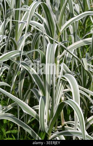 Bunte Blätter von Arundo donax versicolor, Riesenstock, Elefantengras, Carrizo, Arundo, Spanish Cane, Colorado River Reed, Wild Cane oder Riesen Reed Stockfoto