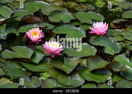 Drei rosa Lotus Blumen, Nelumbo nucifera, rosa Lotus, heiliger Lotus, indischer Lotus, Lotus oder Seerosen blühen im Lotus-Teich Stockfoto