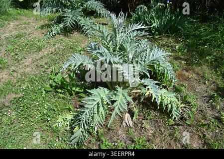 Dekorative Stachelblätter oder Stachelblätter von Cardoon Thistle oder Artischocken Thistle, Cynara cardunculus Stockfoto