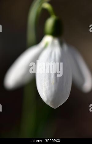 Eine kleine einzelne Schneeglöckchenblume. Nahaufnahme. Stockfoto