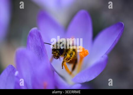 Eine Biene sammelt Pollen auf einer violetten Krokusblüte. Verschwommener Hintergrund Stockfoto