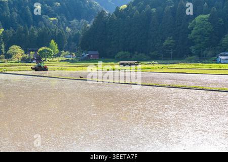 Reisfeld im traditionellen japanischen Dorf Miyama Stockfoto