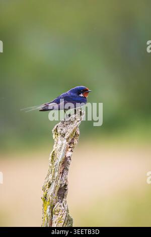 Eine farbenfrohe Scheune, die auf einem verwitterten Ast vor einem glatten grünen Bokeh-Hintergrund steht, zeigt schillernde blaue Federn und eine rostige Kehle Stockfoto