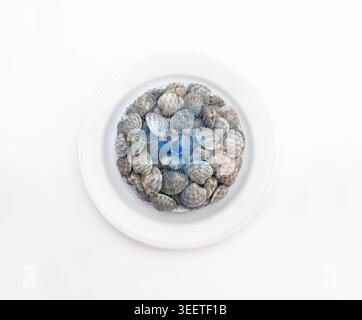 Ein Blick von oben nach unten auf frische Muscheln in einem blauen Netzbeutel, der auf einer runden weißen Platte sitzt. Eine ideale Zutat für die Zubereitung köstlicher Meeresfrüchte. Isoliert auf einem W Stockfoto