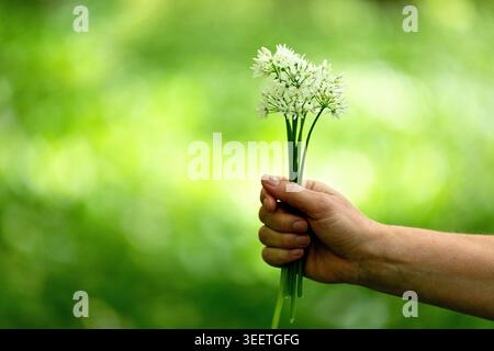 Eine wunderschöne Nahaufnahme einer Wanderin, die einen zarten Strauß weißer Wildknoblauchblüten in ihren hohlen Händen in einem Alpenwald hält. Stockfoto