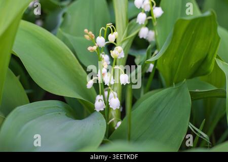 Blühende Lilien des Tales mit Blütenständen von kleinen weißen Glockenblüten, die mit Tau gegen die anderen Pflanzen bedeckt sind. Nahaufnahme der Schönheit Stockfoto