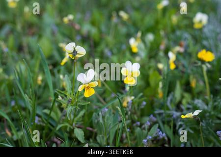 Winzige gelbe Wildveilchen auf einer Frühlingswiese. Detail einer natürlichen Landschaft mit Wildblumen inmitten wilder Vegetation. Frischer botanischer Hintergrund. Stockfoto